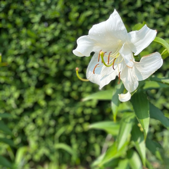 Top rated and fast shipper! I love offers! - Picture 10 of 10